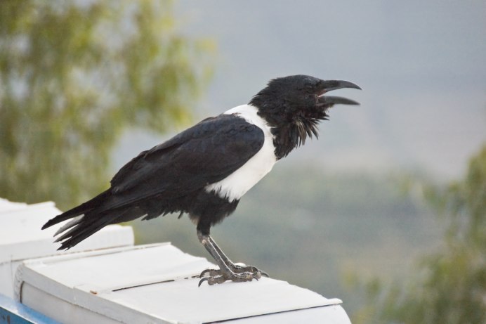 Черный ворон Corvus Corax