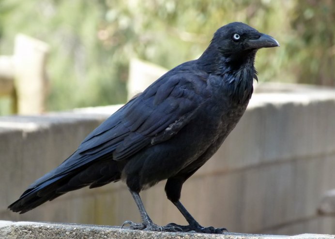 Corvus cornix птица