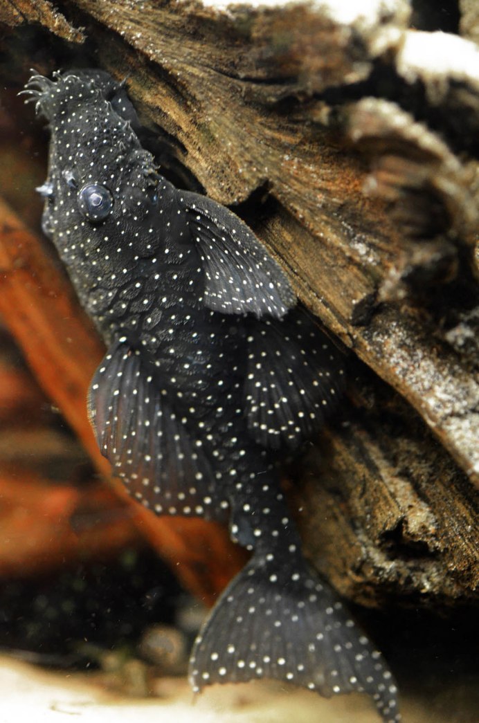 Nannoplecostomus eleonorae