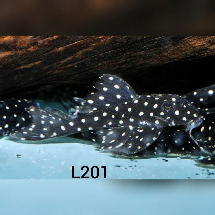 Platydoras Catfish