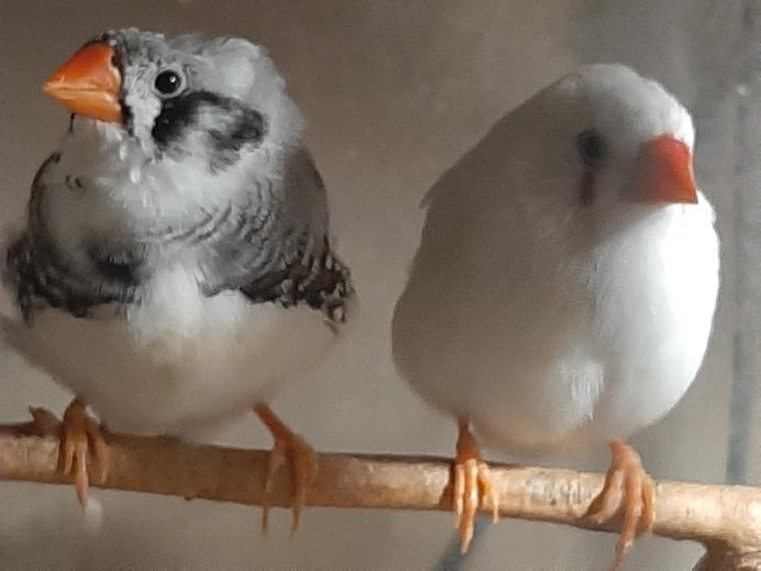 Зебровая амадина облысение