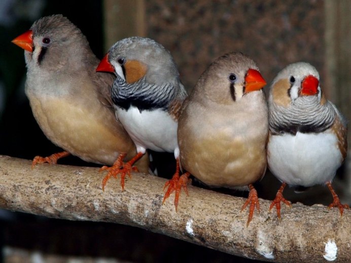 Чернощекий амадин