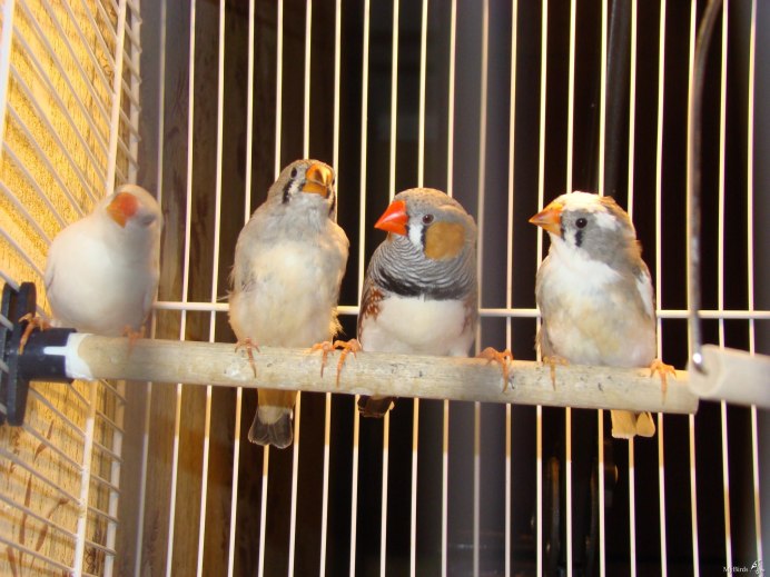 Птичка амадин