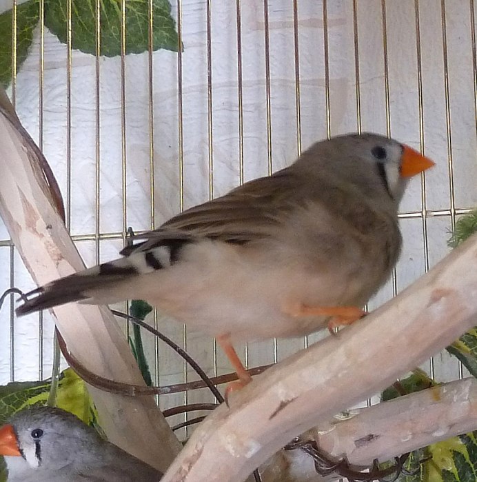 Белый зебровый амадин