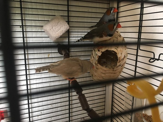 Попугаи зебровые амадины