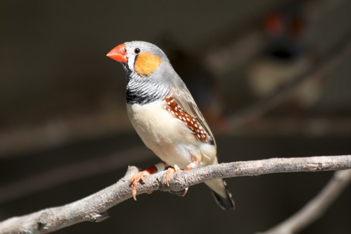 Спаривание амадинов