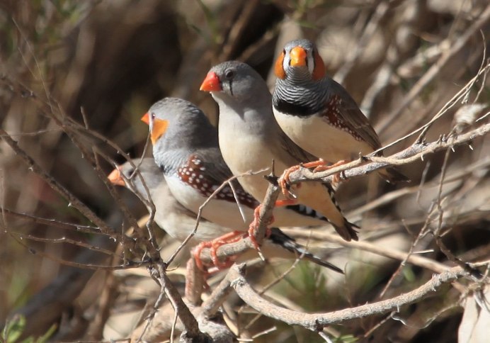Ручной амадин