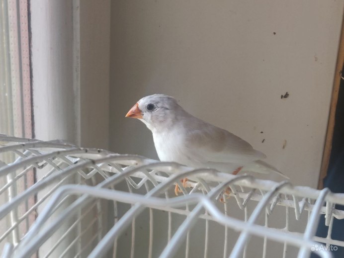 Самка амадин мармазет