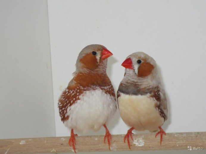 Амадины пингвины