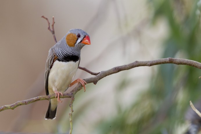 Zebra Finch птица
