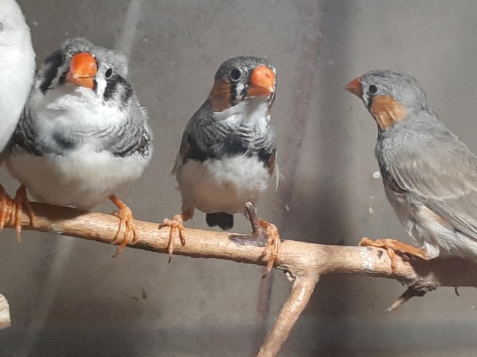 Амадин хохлатый черный