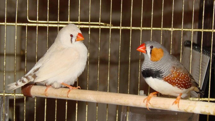 Австралийский Воробей амадин