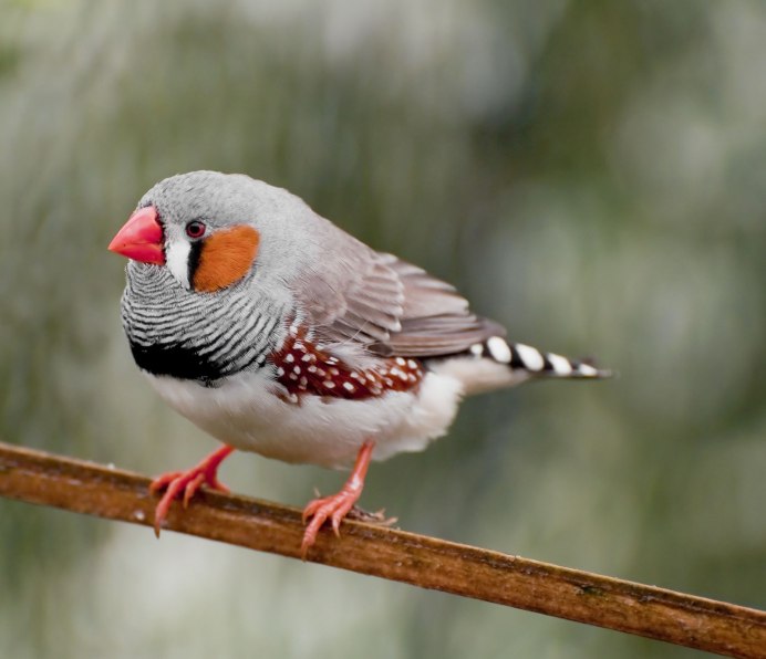 Птица зебровый амадин