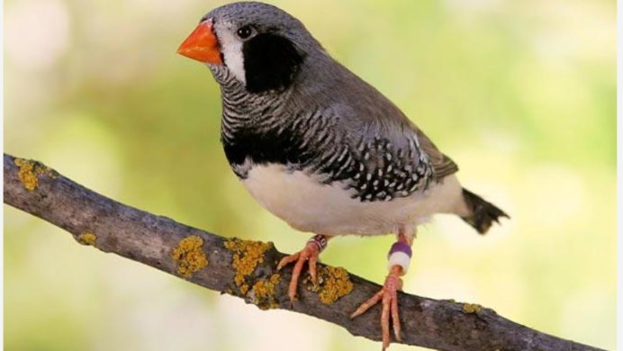 Амадин серый