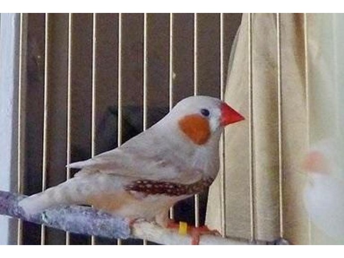 Зебровая амадина палевая