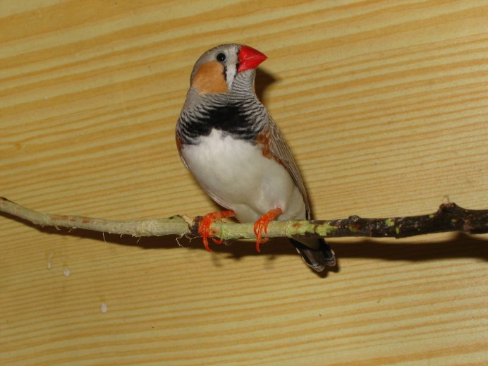 Амадины японские и зебровые