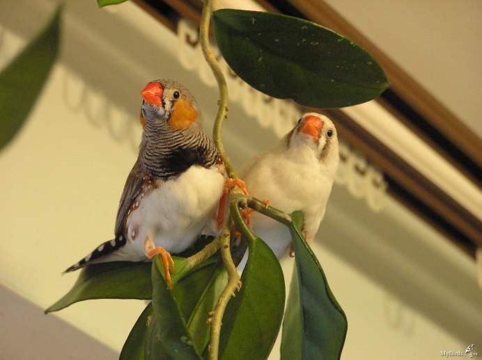 Зебровые амадины как отличить самку от самца