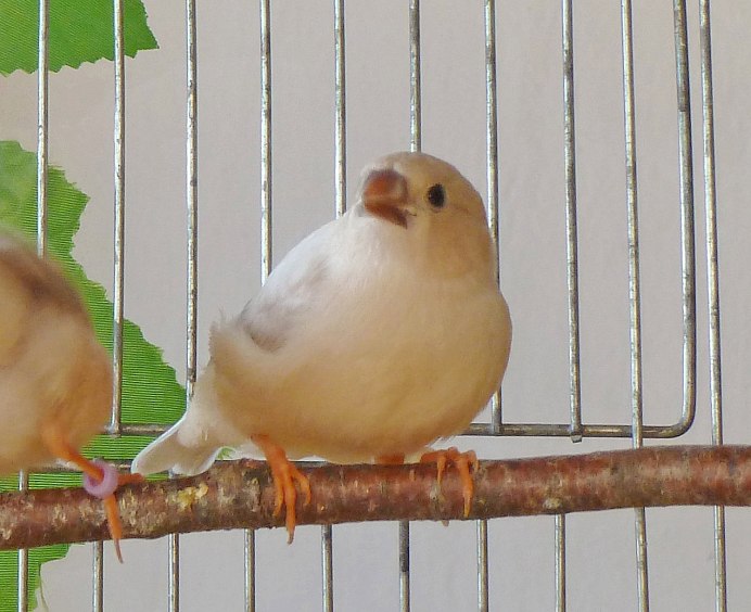 Амадины Изабель