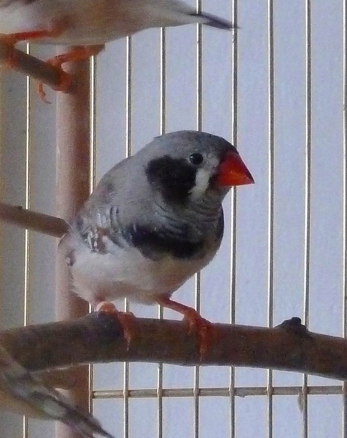 Выставочные зебровые амадины