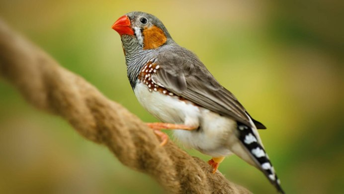 Zebra Finch