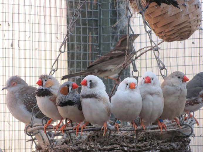 Зебровые амадины самец и Самара