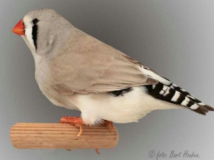 Амадина леопардовая