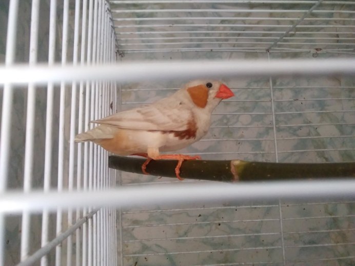 Зебровая амадина серая