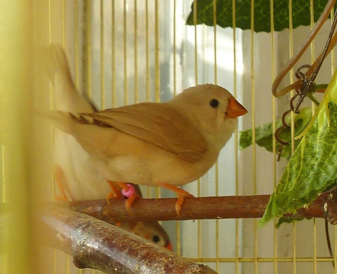 Зебровая амадина самец