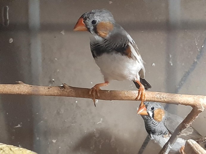 Японский Воробей амадин