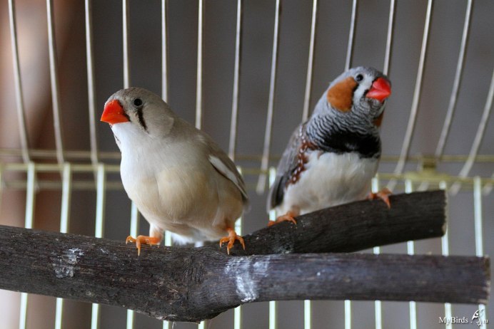 Попугайные амадины