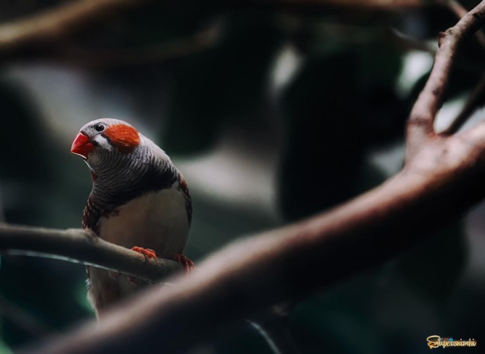 Милая амадина