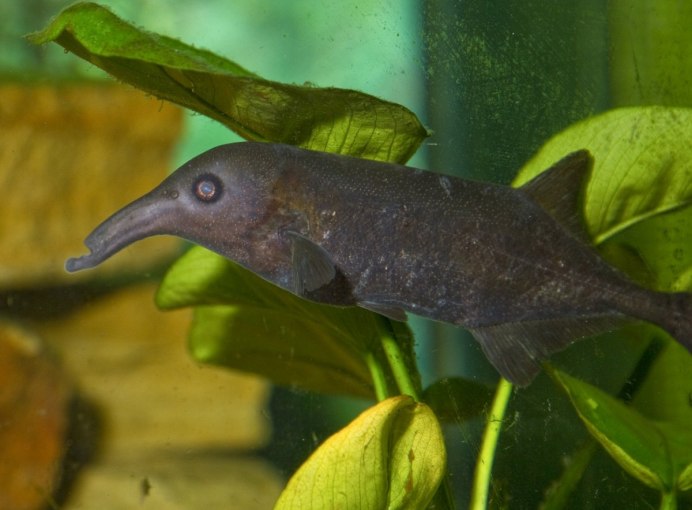 Слоник Петерса Gnathonemus petersii