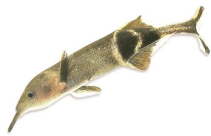 Мормирус рыба