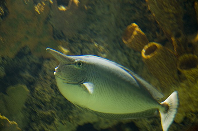 Campylomormyrus angolensis