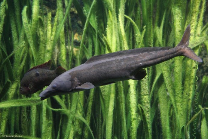 Mormyrus kannume