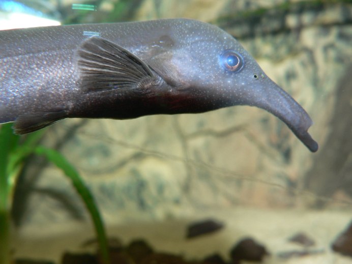 Mormyrus kannume