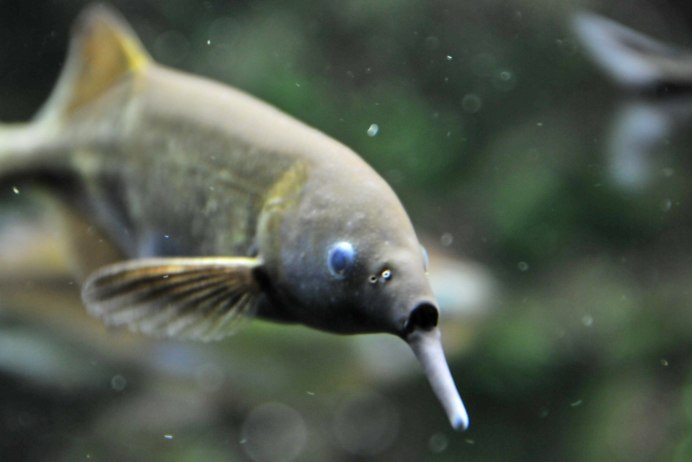 Mormyrops anguilloides