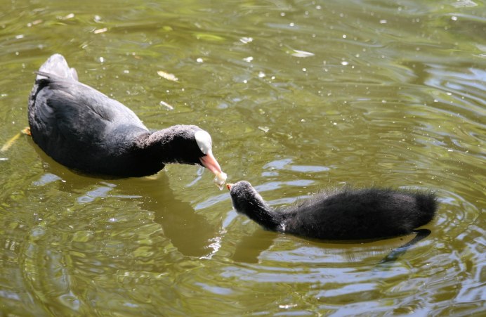 Лысуха (Fulica atra)