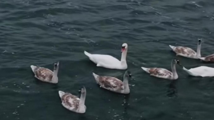 Водоплавающие птицы Кубани