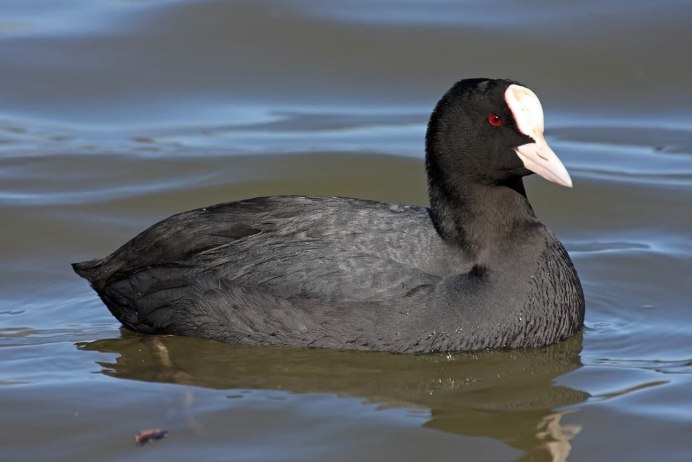 Лысуха (Fulica atra)
