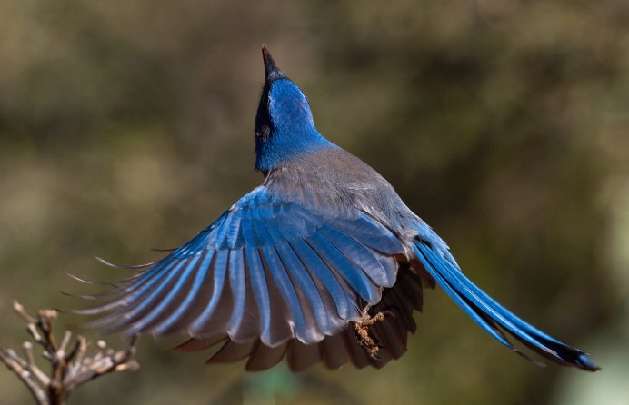 Стеррлов черноголовая голубая Сойка