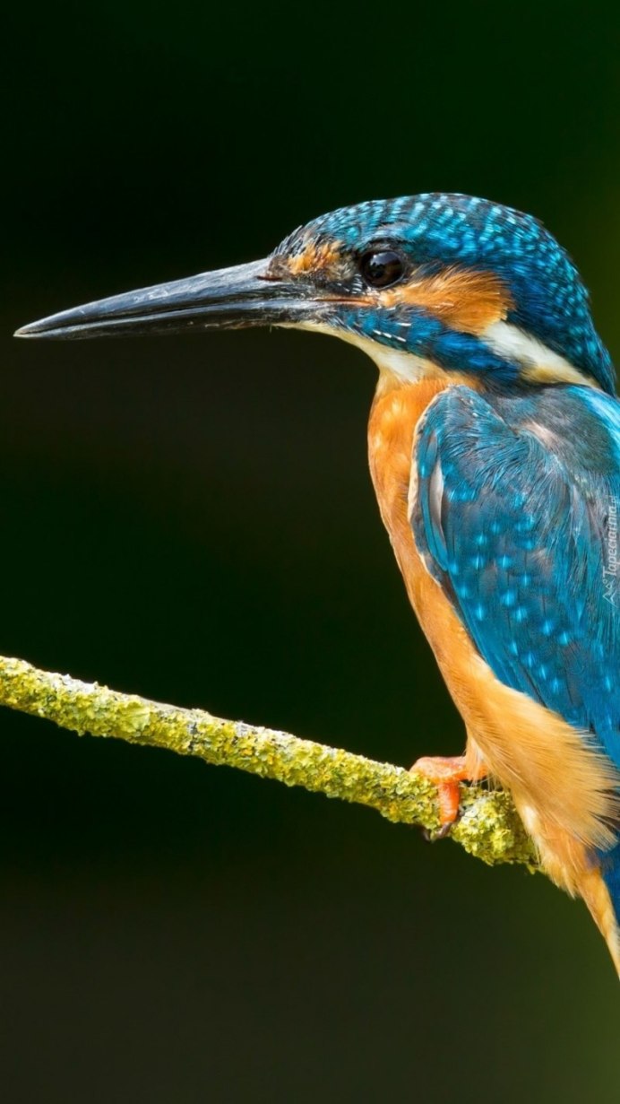 Сойка Подмосковная