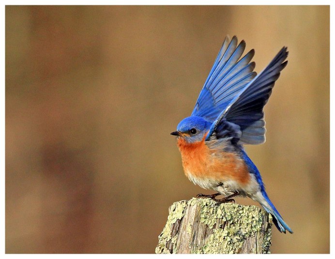 Птица с желтыми крыльями