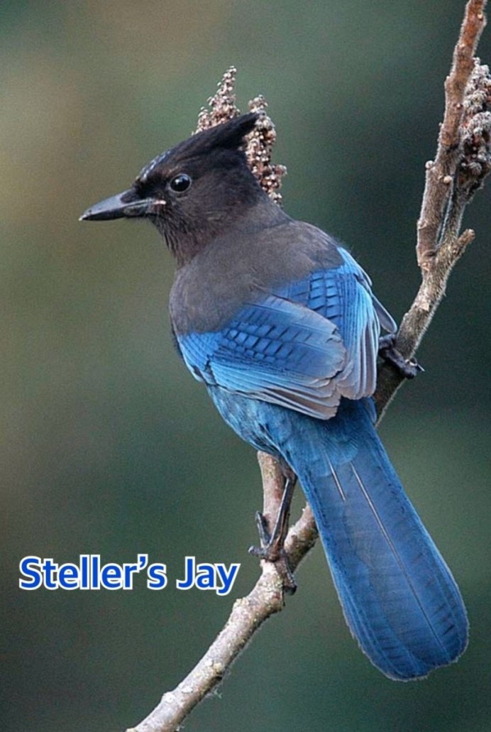 Зимние птицы Зяблик