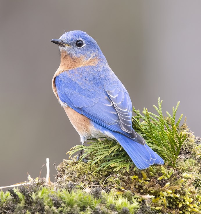 Сойка пересмешница птица