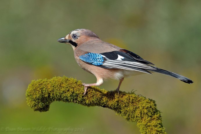 Синица с синим хохолком