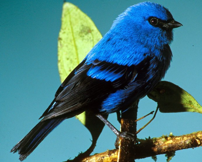 Синешейка птица