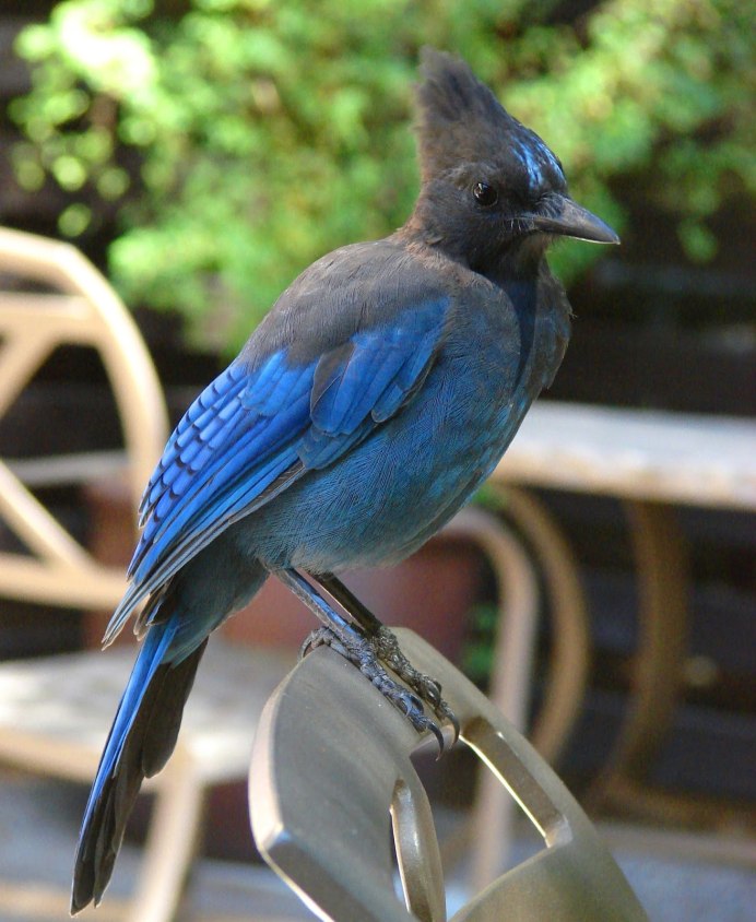 Калифорнийские птицы