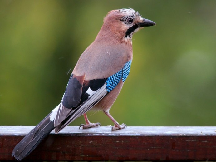 Птица Stellers Jay