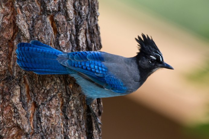 Юкатанская Сойка